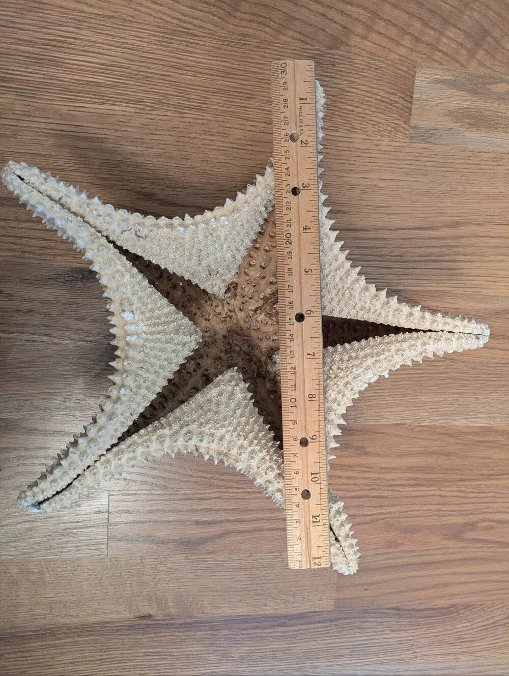 Giant Natural Dried Starfish 12